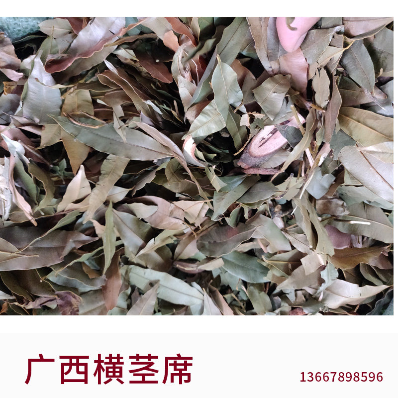 横茎席 广西野生 横经席 跌打将军可食用产品碎骨莲 梳篦木横径席