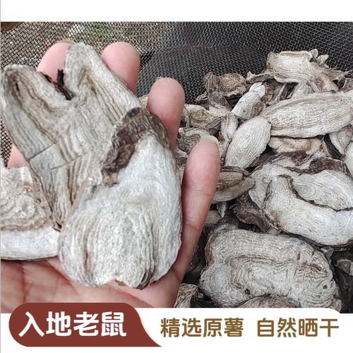 野生紫茉莉根广西入地老鼠胭脂根