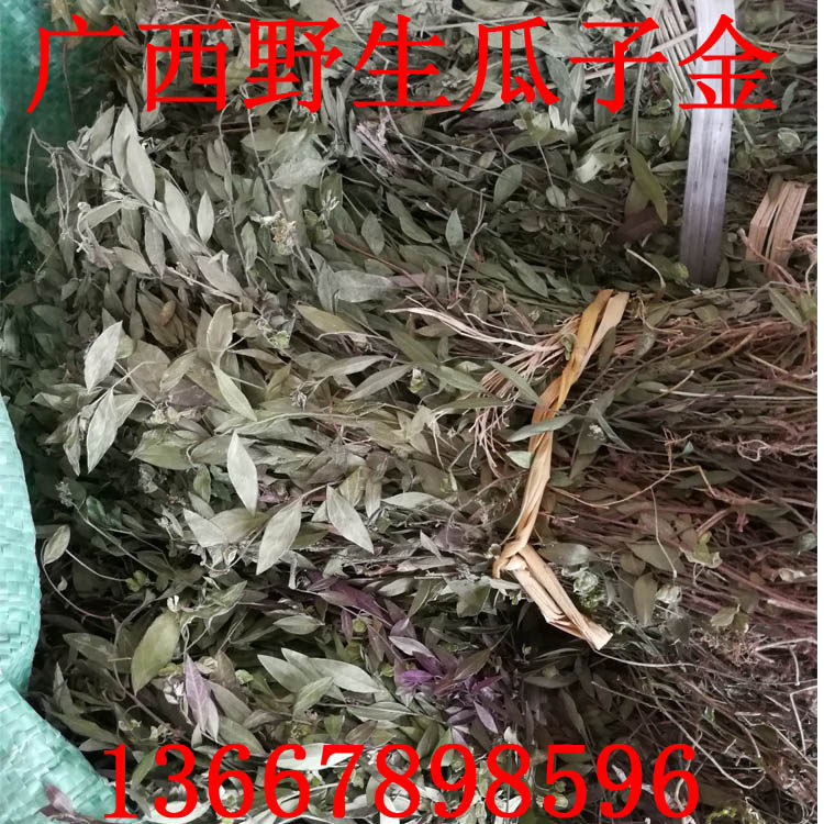 野生细叶瓜子金 包邮 小叶金不换 来马回 勒马回 辰砂草 小金牛草