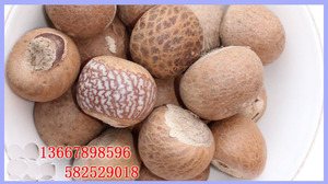 新货大金丝菩提子 金线血丝菩提 原籽 手持原料 通货原子 包邮