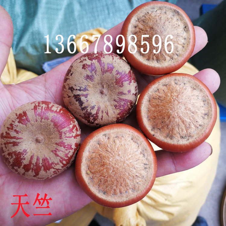 莲花座菩提子 天竺 超大 香插 马蹄果马蹄子 配饰车 挂件佛珠干花