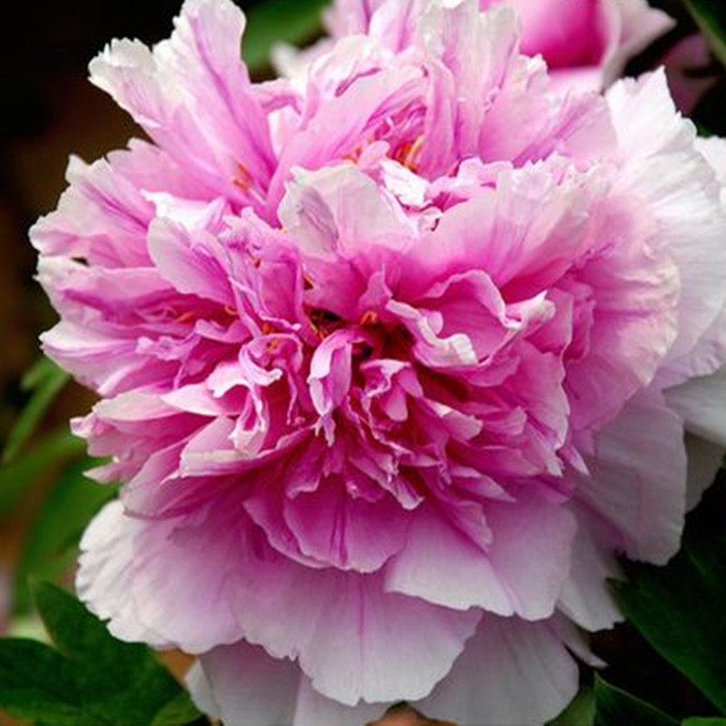 白薏仁白芍水白茯苓白芨草本植物不油不腻作用皮下去黄