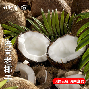 整箱批发 毛椰子老椰子新鲜椰宝椰皇水果椰青9个装 海南发货