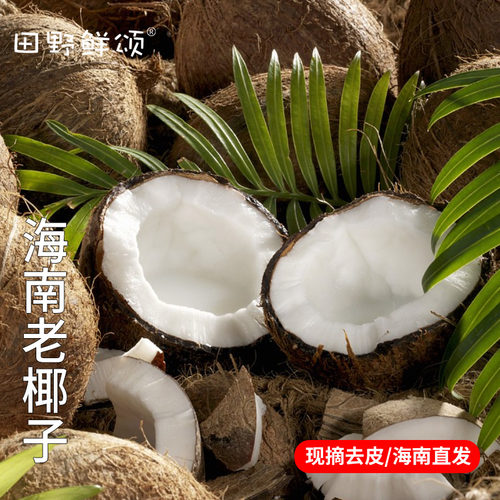海南老椰子椰肉白厚香现摘现发