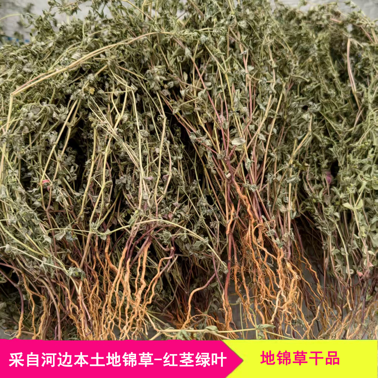 河南新鲜地锦草干草血见愁中草药