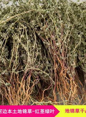 河南新鲜地锦草干草中药材血见愁奶浆草小飞杨草干品草药