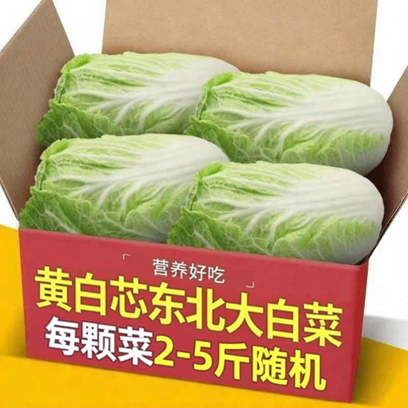 东北新鲜沈阳黄心大白菜农户种植小青菜可做辣白菜酸菜包黄心菜