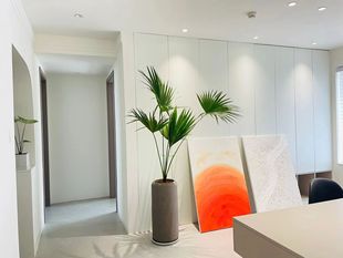 大叶蒲葵大型盆栽室内好养活客厅植物庭院阳台造景真绿植净化空气