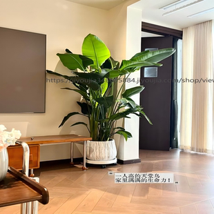 天堂鸟盆栽室内大型客厅植物大叶花卉办公室四季 好养绿植净化空气
