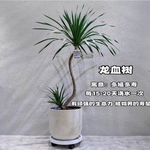 乔迁送礼龙血树绿植好养净化空气