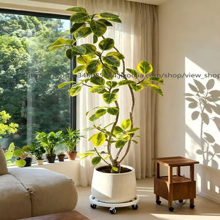 黄金榕室内大型绿植花叶橡皮树盆栽富贵榕办公室客厅好养易活植物