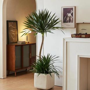 太空铁龙血树绿植盆栽室内办公室客厅网红大型植物净化空气除甲醛