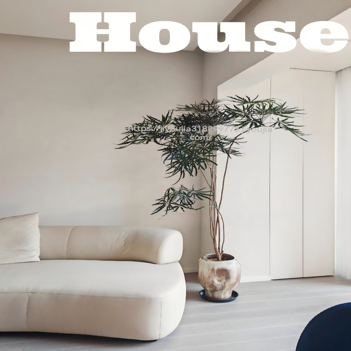 造型孔雀木盆栽大型绿植室内客厅植物好养植物办公室盆景净化空气,鲜花速递/花卉仿真/绿植园艺,大型绿植/成品组合盆栽,淘宝优惠券,粉丝福利购,淘宝优惠卷