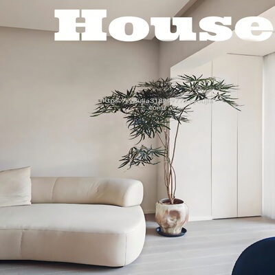 极简风绿植孔雀木好养活养死包赔