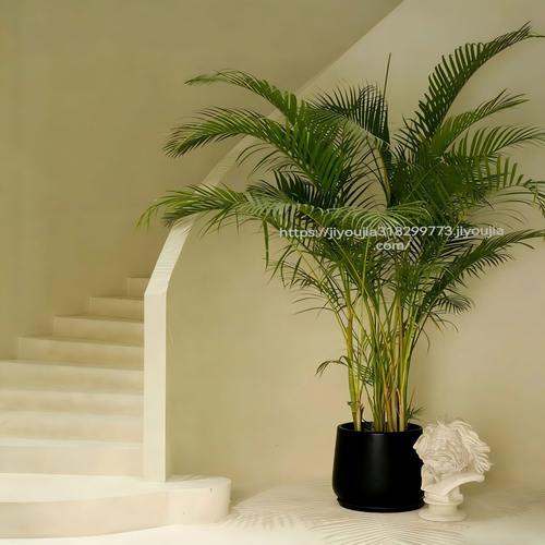 散尾葵网红绿植净化空气