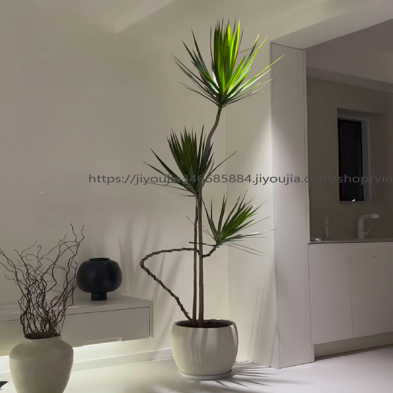 绿叶叶千年木养死包赔简约奶油风