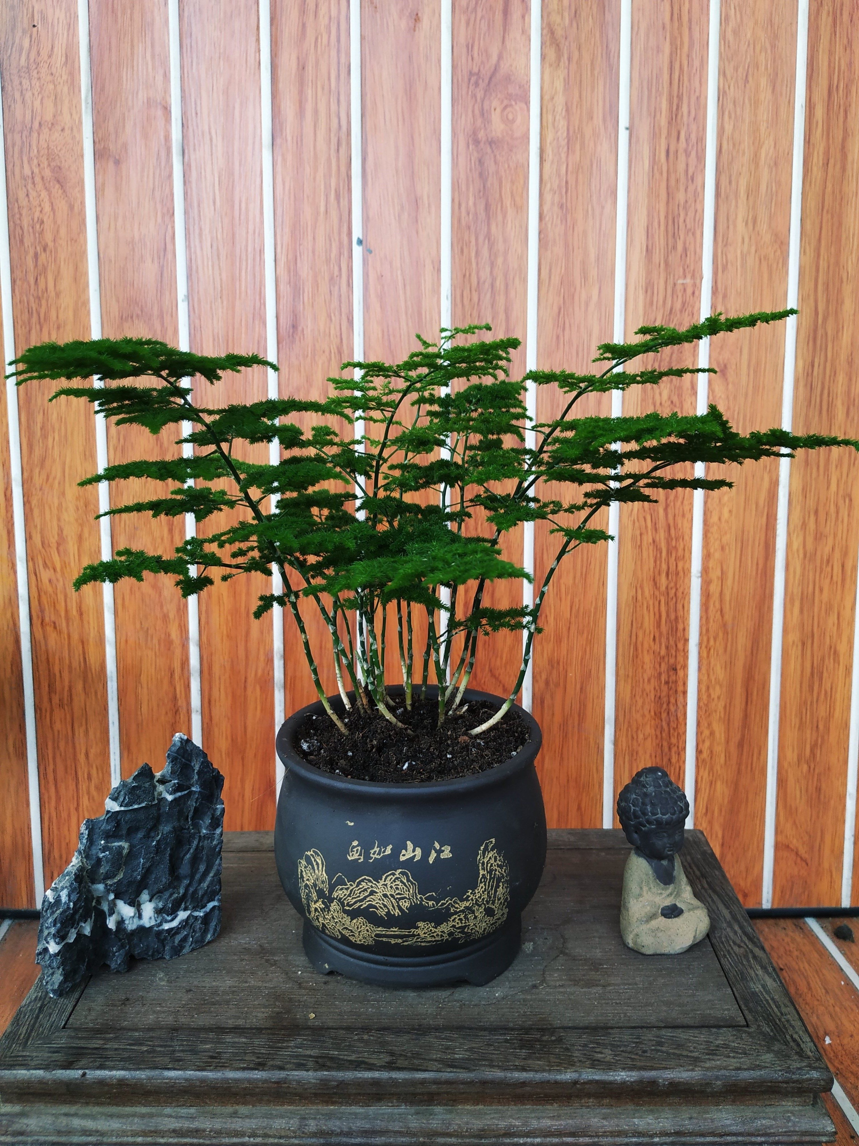 唐山云竹盆景矮文竹,云片竹,云竹球,养殖基地产地直销