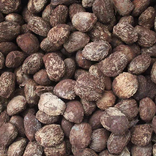 河南自然野生桐子油桐子果干桐子种子桐子树果实可做桐油不可食用