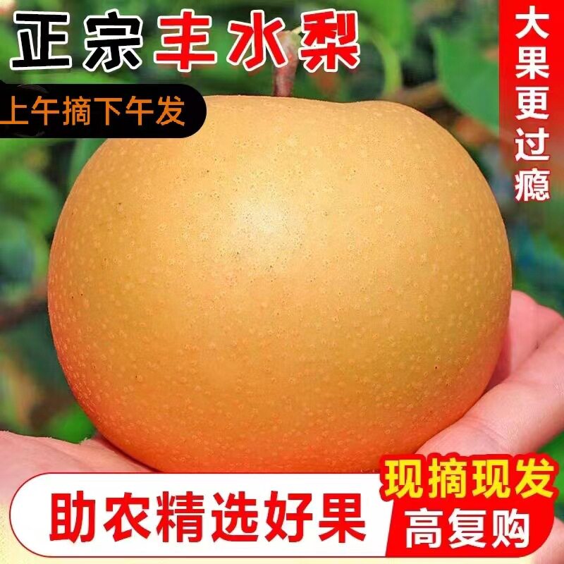 正宗农家自种丰水梨新鲜水果当季冰糖雪梨子整箱产地直发