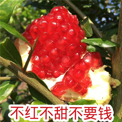 正宗四川会理突尼斯软籽石榴现摘现发特大果鲜果