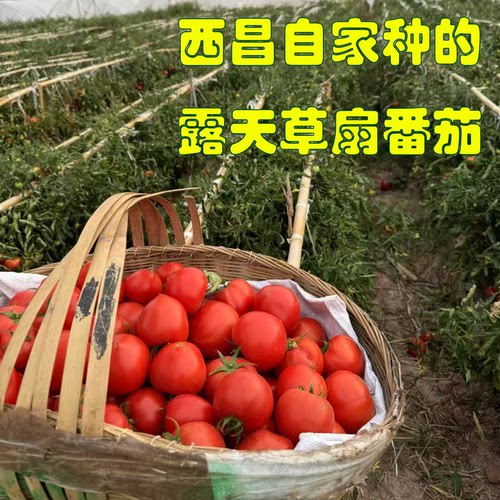四川大凉山西昌川兴露天草扇番茄老品种西红柿水果番茄孕妇水果
