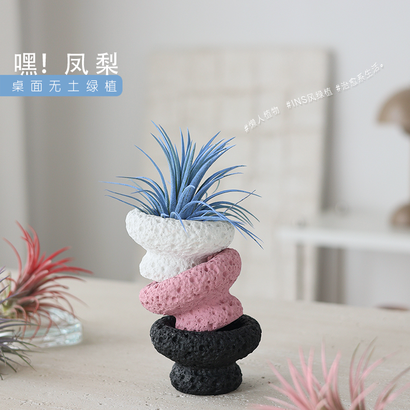 办公室内植物空气凤梨盆栽桌面小绿植摆件微景观四季懒人好养花卉