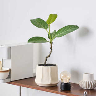 ins北欧风造型高山榕植物盆栽办公室客厅好养绿植净化空气吸甲醛