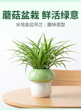 金边吊兰+绿色蘑菇盆