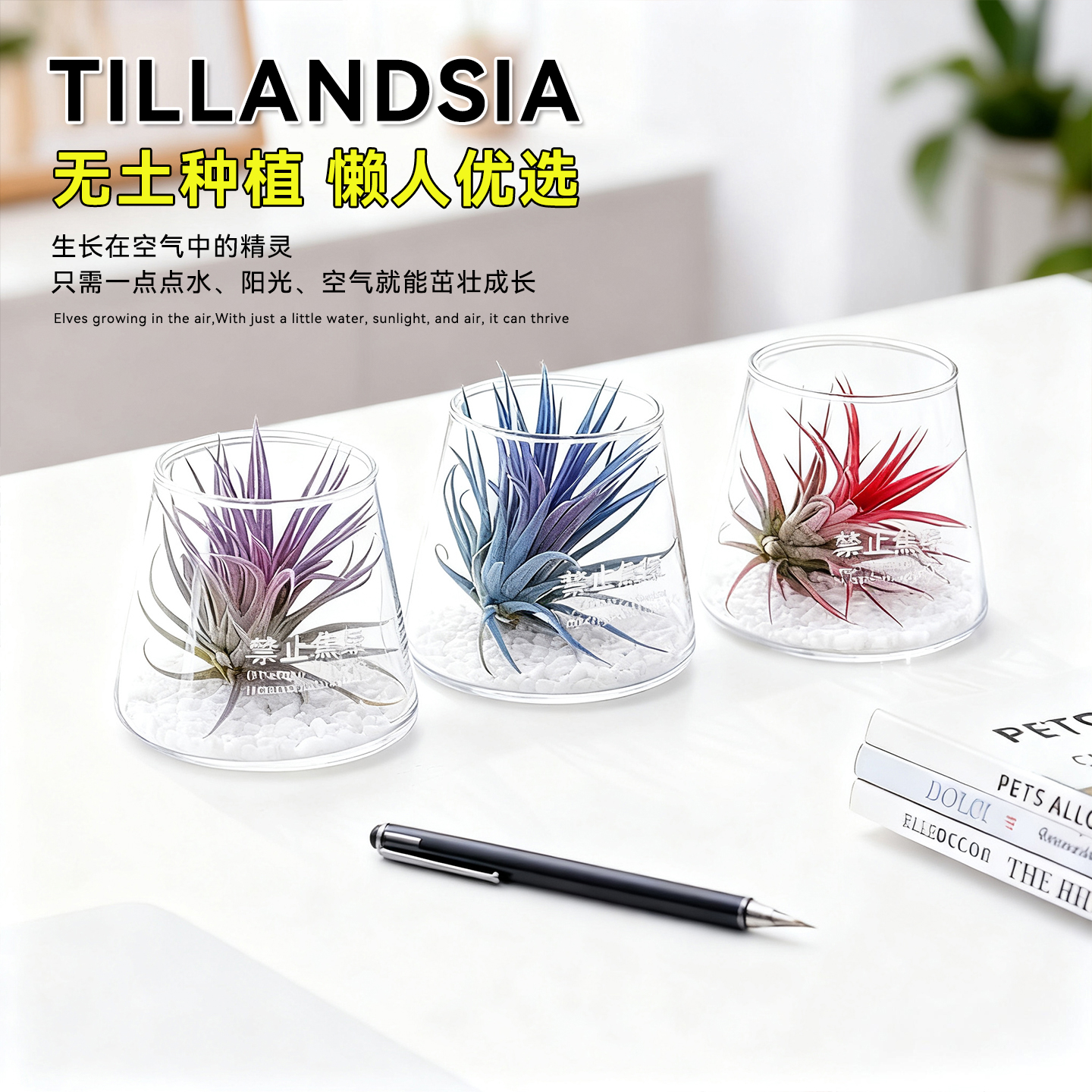 【嘿凤梨】禁止焦虑空气凤梨