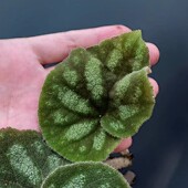 新品 好养 种黑镜秋海棠室内盆栽水陆缸雨林缸造景室内植物盆栽四季