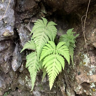 岩壁蕨类附生热带雨林背景墙植物