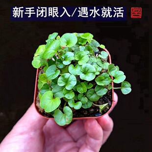 好养易活小绿植青钱草四季常绿茂密盆栽铺面植物室内室外阳台桌面