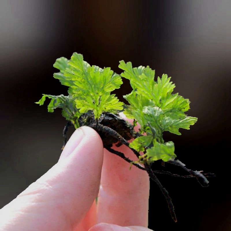 小型附生绿植迷你植物水岸水下雨林缸造景水陆缸微景观瓶闷养lj