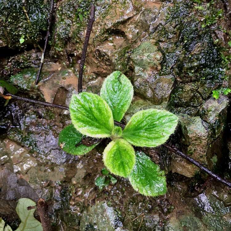 蓝紫筒花水岸植物四季常绿雨林缸造景好养迷你室内盆栽花卉xsjt