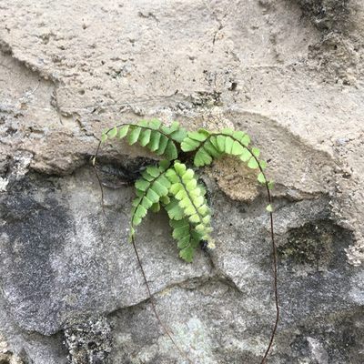 铁线蕨雨林缸水岸四季常绿txj