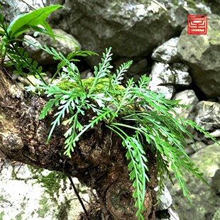 叶片可垂可立养不死的蕨类植物长叶铁角蕨小凤尾草绿植盆栽景观缸