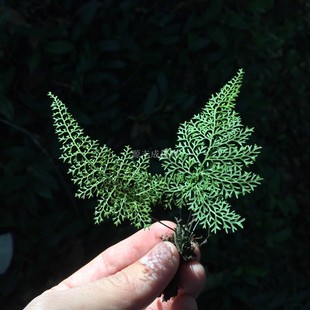 线裂铁角蕨类雨林缸植物水岸造景清新盆栽室内阳台水陆缸喜湿