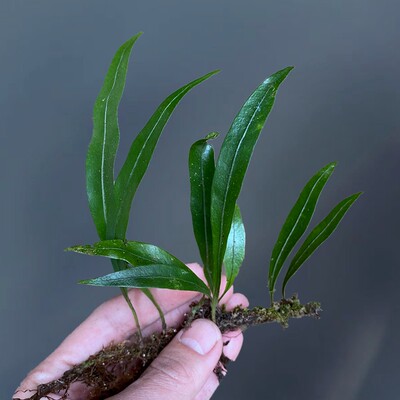 星蕨攀爬蕨匍匐蕨类植物盆栽造景