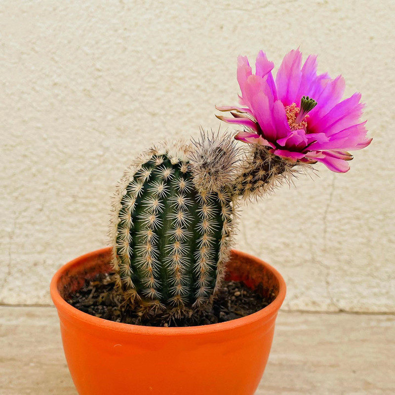 折墨虾echinocereus melanocentrus 鹿角柱属开花仙人球绿植盆栽