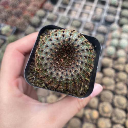 貂之子士童属仙人球花卉