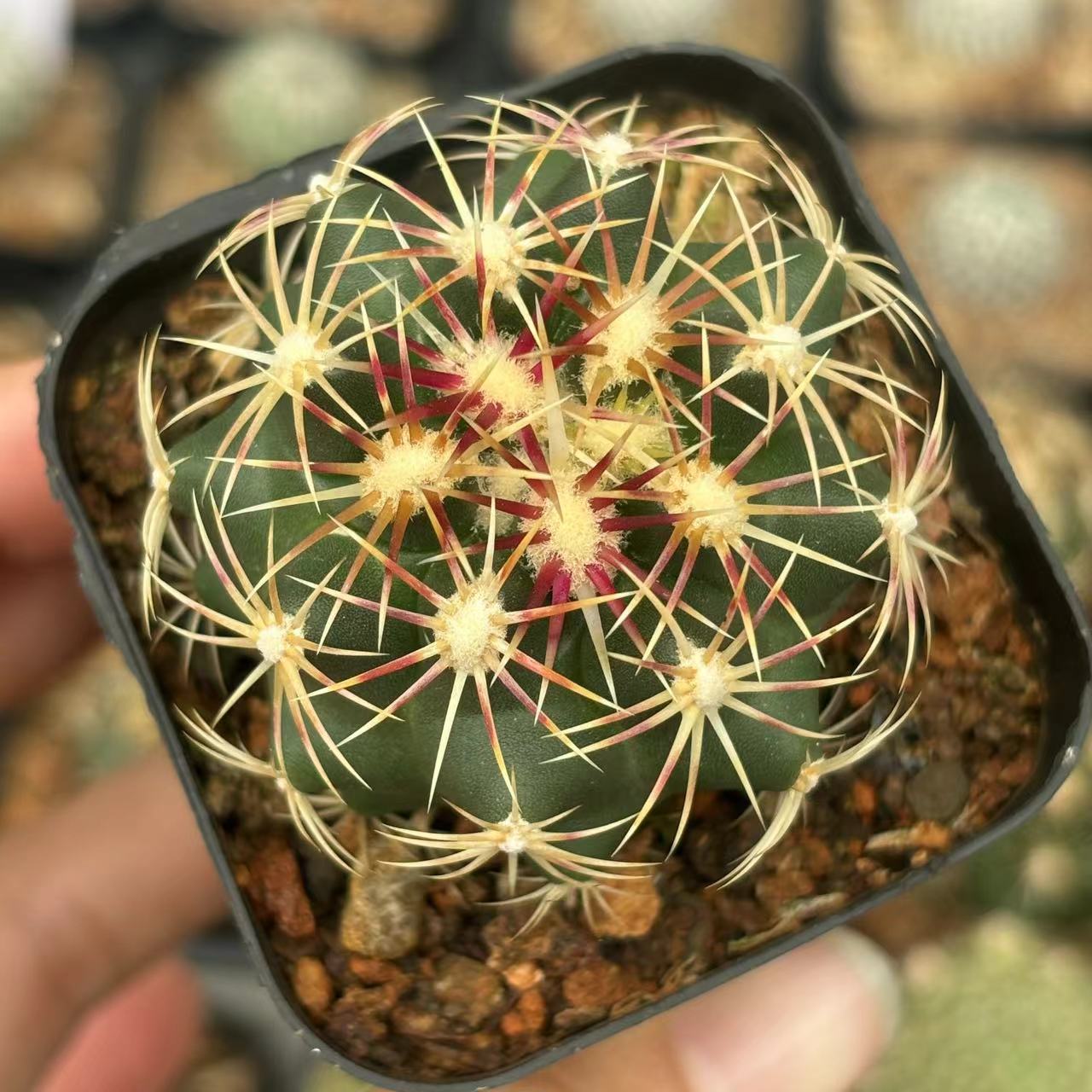 无中刺大统领实生仙人球开花仙人掌科稀有小众植物多肉盆栽密刺