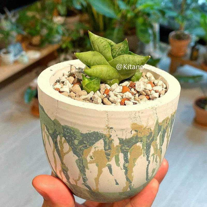 姬佛手 泰国进口虎皮兰 稀缺多肉植物小盆栽 迷你可爱萌肉肉绿植