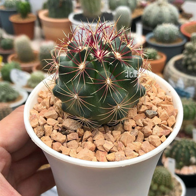 大统领仙人球实生开花