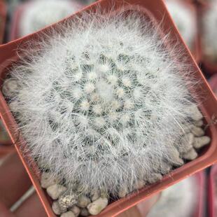 无刺丽光殿仙人球自根萝卜根软毛不扎手稀有小众品种开花仙人掌科