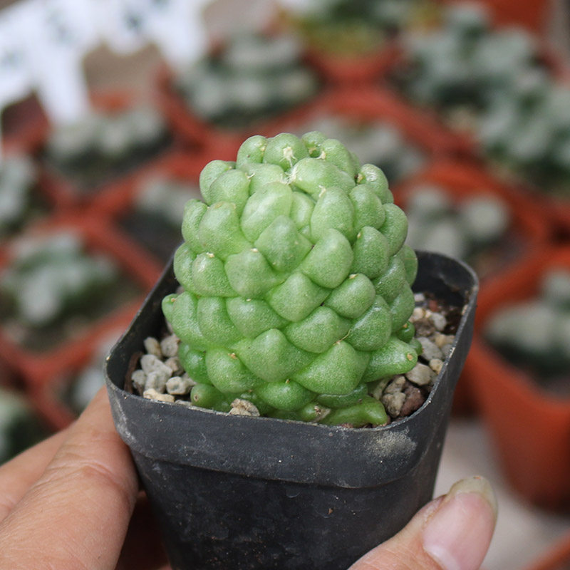 泰菊莲稀有仙人球菠萝释迦无刺美观仙人柱多肉办公室防辐射小盆栽