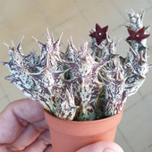 紫龙角多肉植物 趣味大花大戟科 办公室桌面防辐射小盆栽