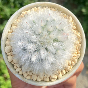 正版白云高砂仙人球实 乳突属多肉植物盆栽白毛倒钩开花实生