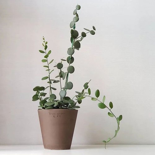 碧雷鼓吊兰盆栽攀藤观叶植物奇趣多肉植物垂吊爬藤花卉好养盆景