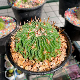 多棱玉仙人球 大颗开花千波万浪嫁接室内桌面防辐射小盆栽