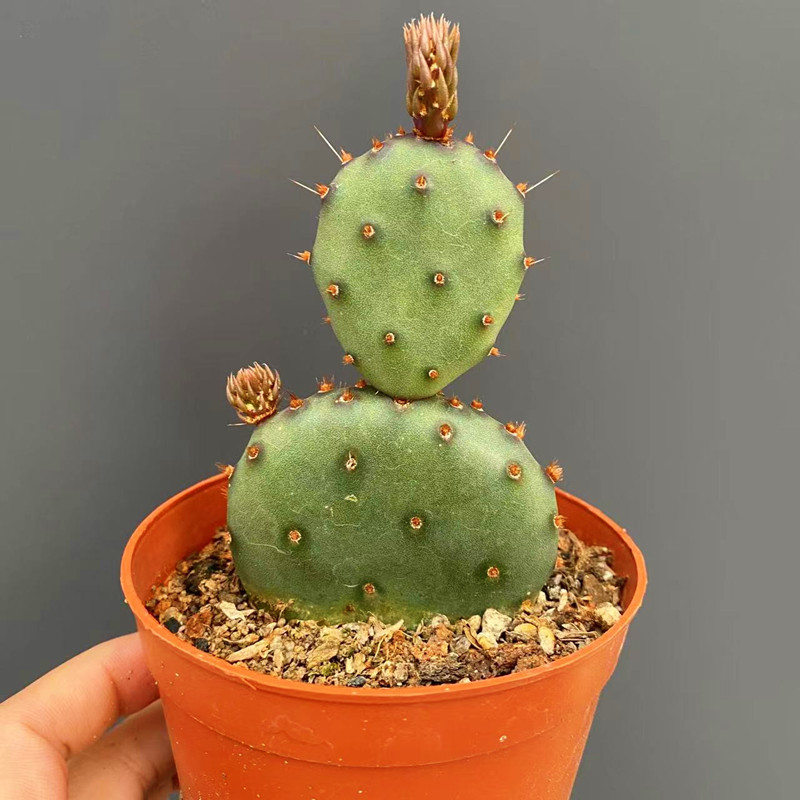 圣丽塔仙人掌稀有品种紫色绿植